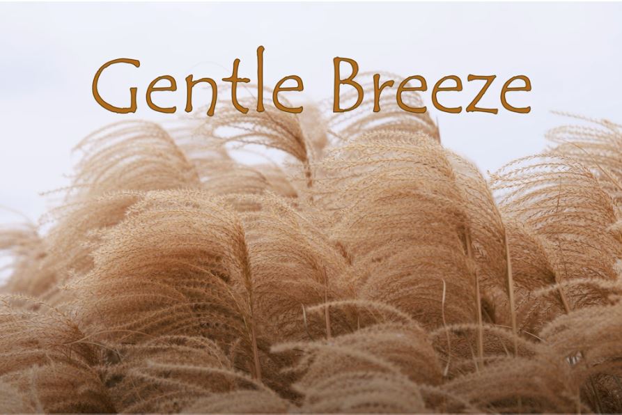 Gentle Breeze