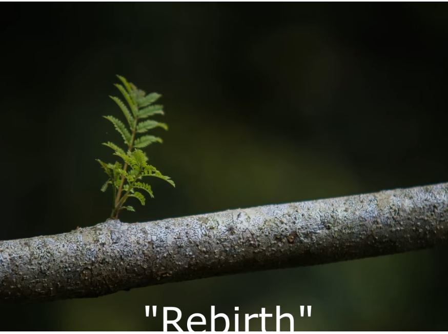 Rebirth