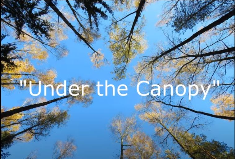 Under The Canopy